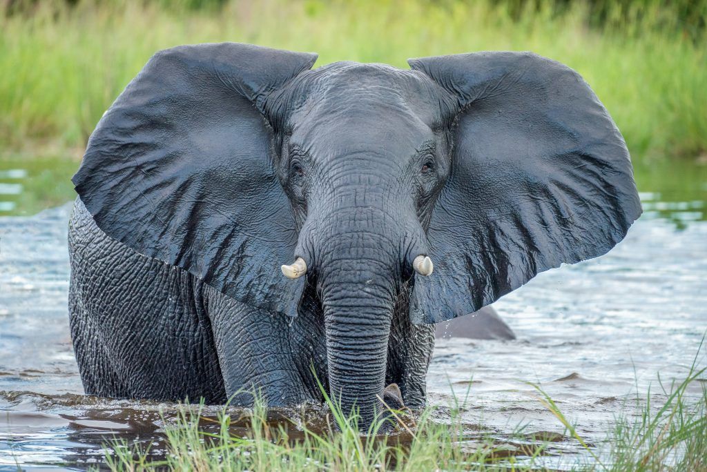 Un elefante dentro de un río en Botswana